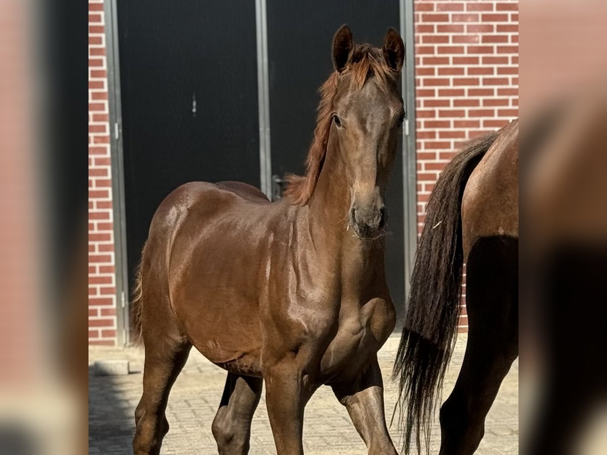 KWPN Jument Poulain (05/2025) Alezan brûlé in Zieuwent