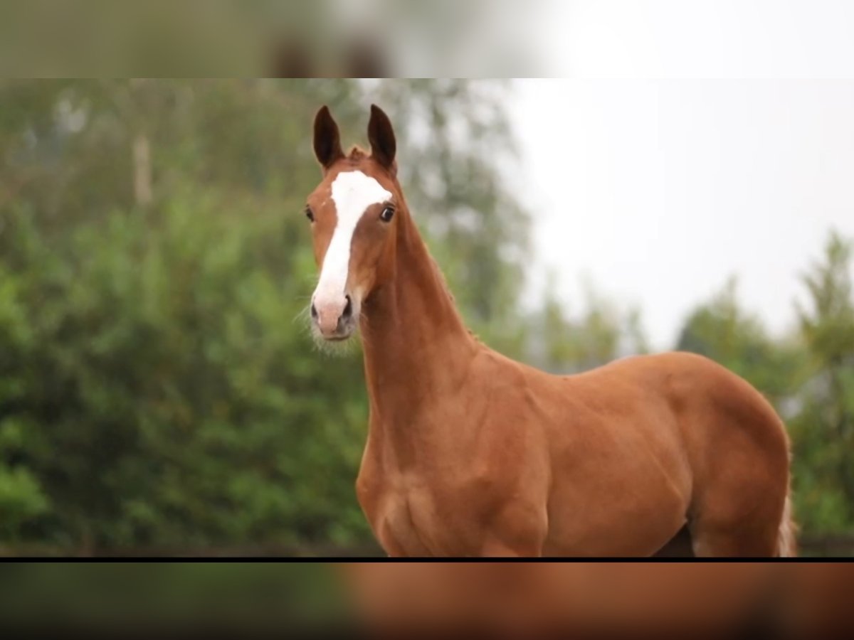 KWPN Jument Poulain (01/2024) Alezan in Nederweert