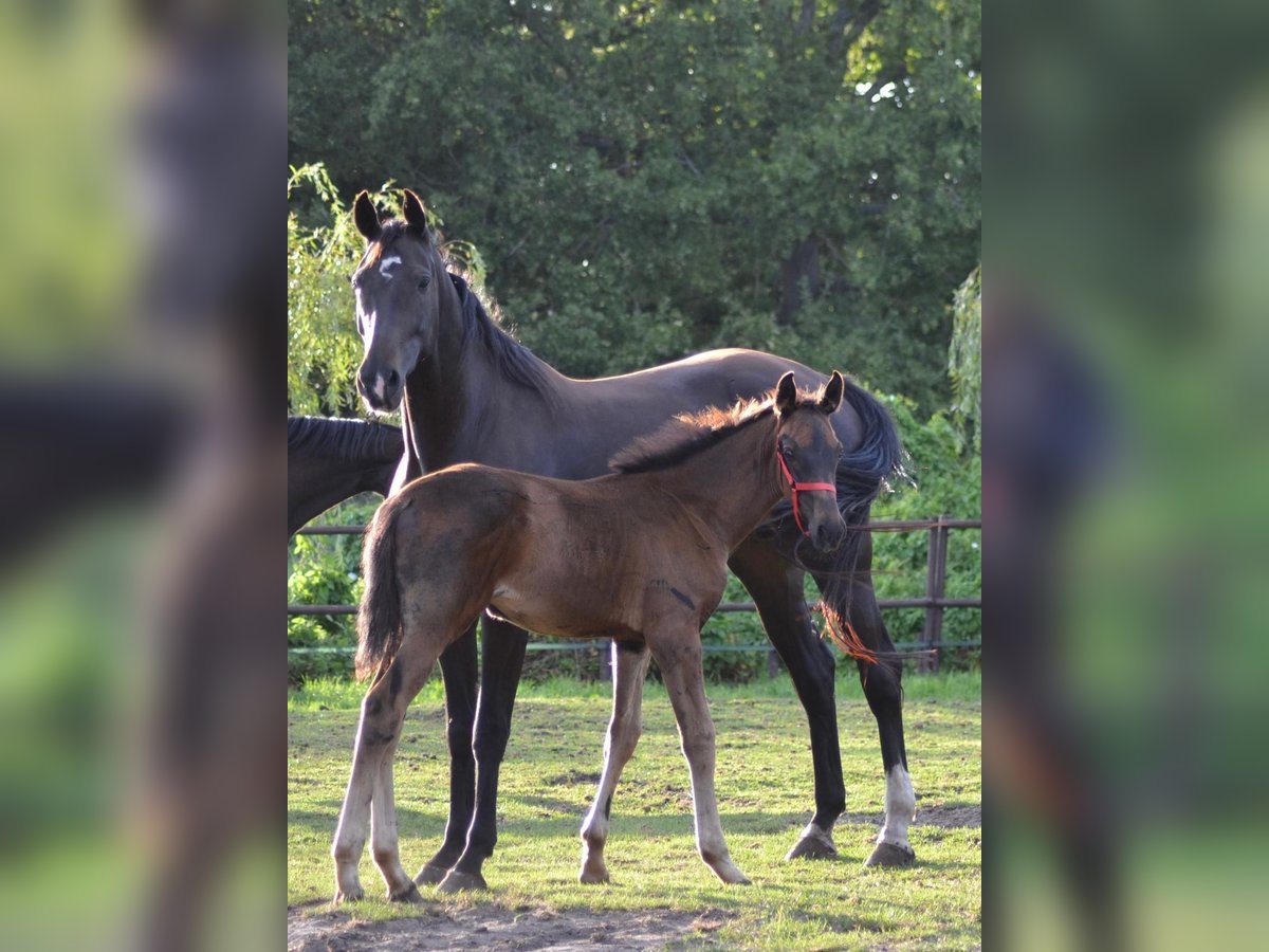 KWPN Jument Poulain (05/2025) Bai brun foncé in Ankeveen