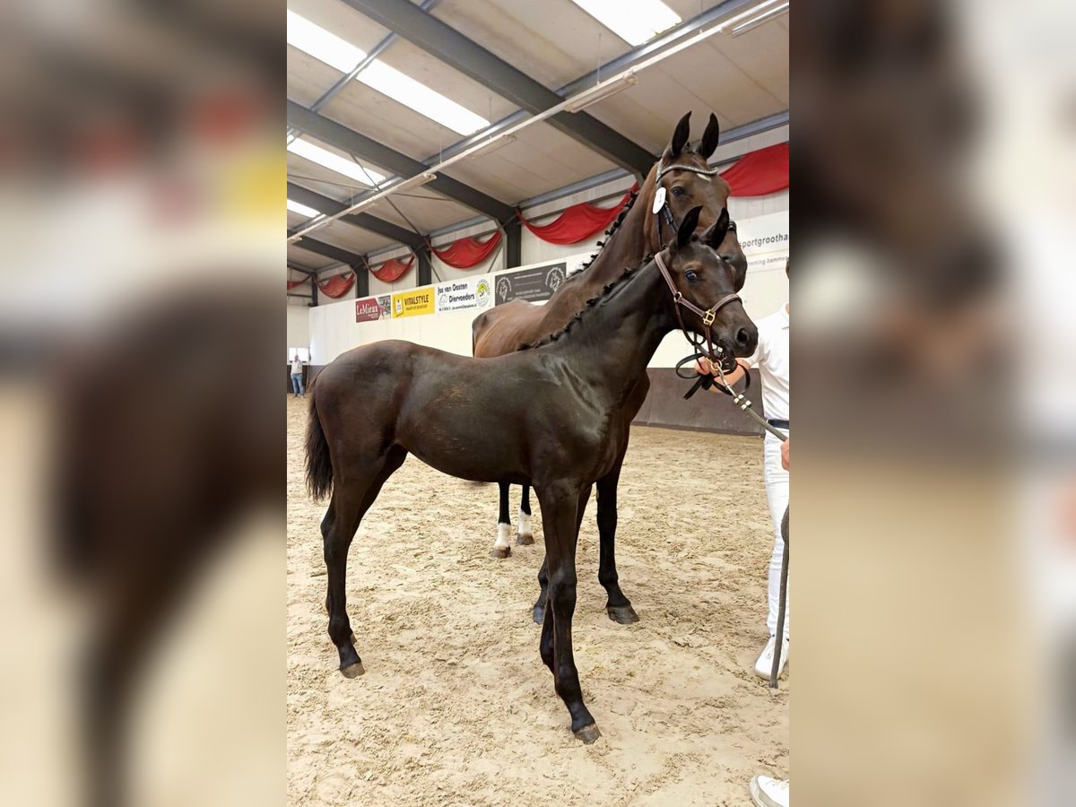 KWPN Jument Poulain (04/2025) Bai brun foncé in Wommelgem