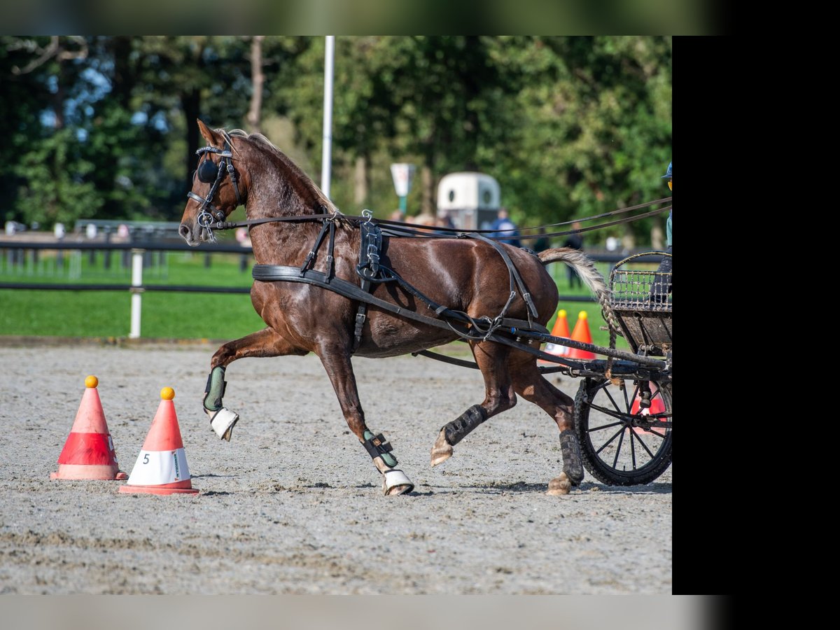 KWPN Klacz 10 lat 160 cm Kasztanowata in Dronryp