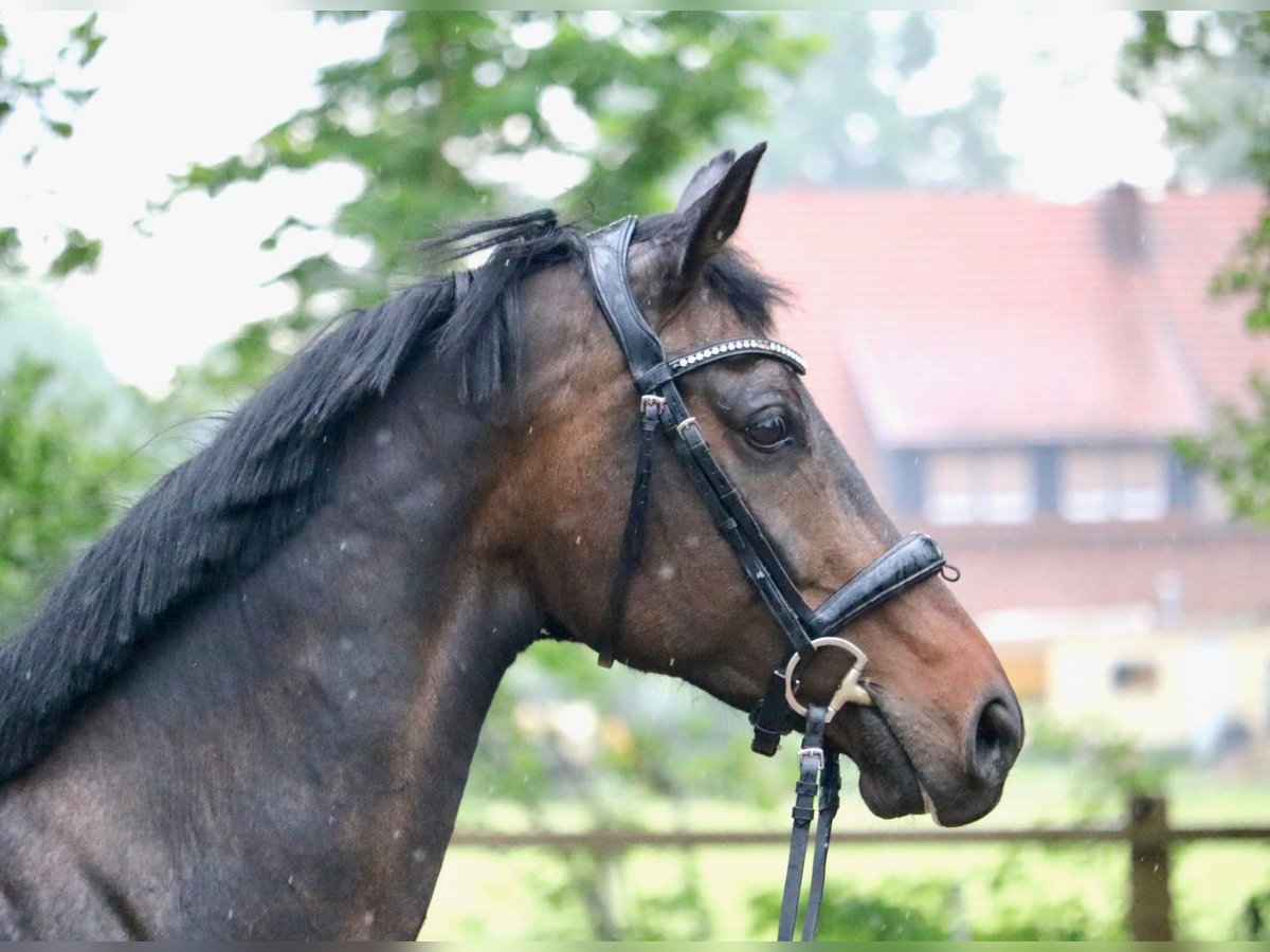 KWPN Klacz 10 lat 165 cm Ciemnogniada in Glandorf