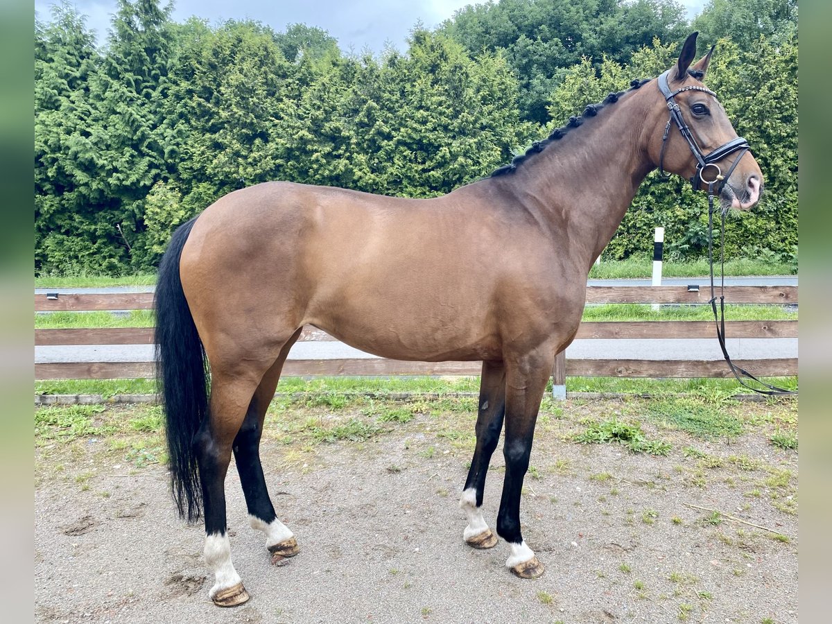 KWPN Klacz 10 lat 170 cm Ciemnogniada in Hude (Oldenburg)