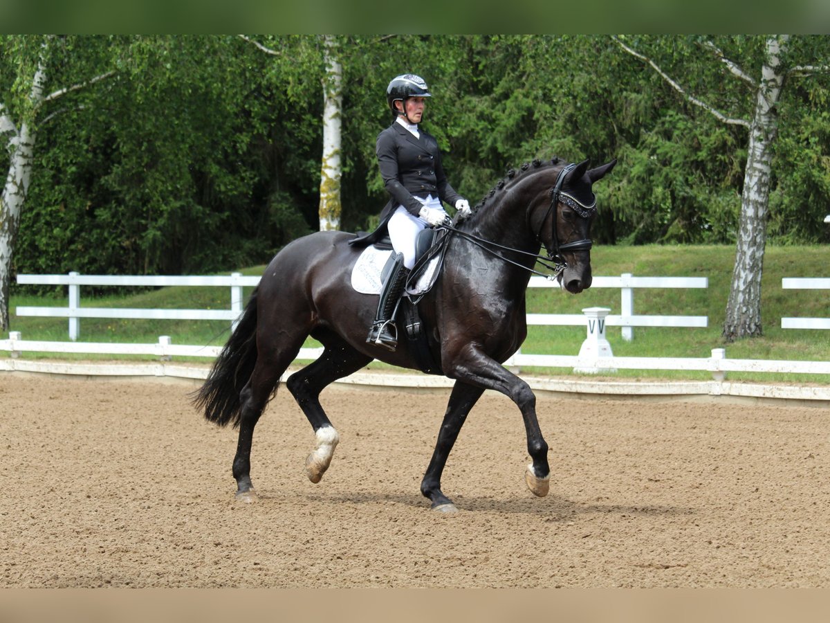 KWPN Klacz 10 lat 175 cm Kara in Ganschow