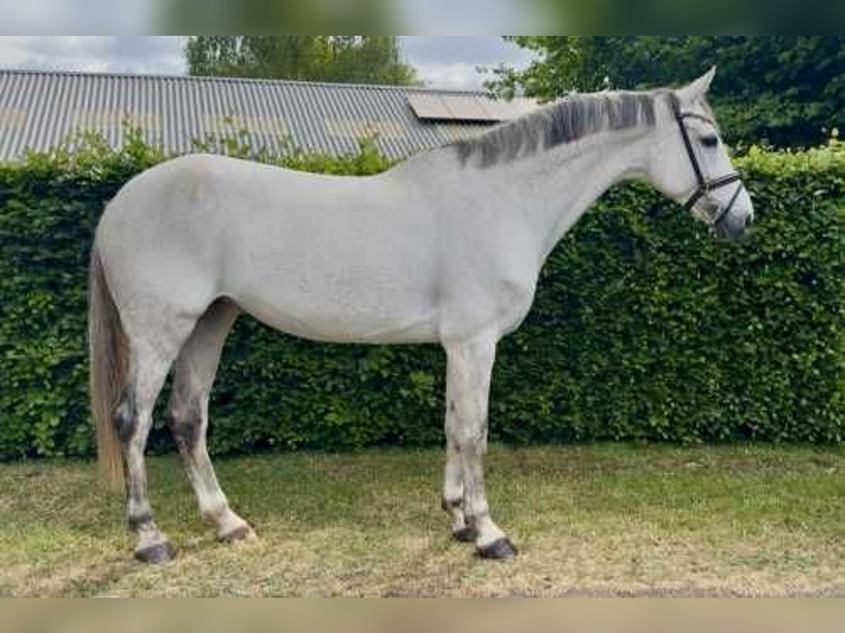 KWPN Klacz 11 lat 163 cm Siwa in Bladel