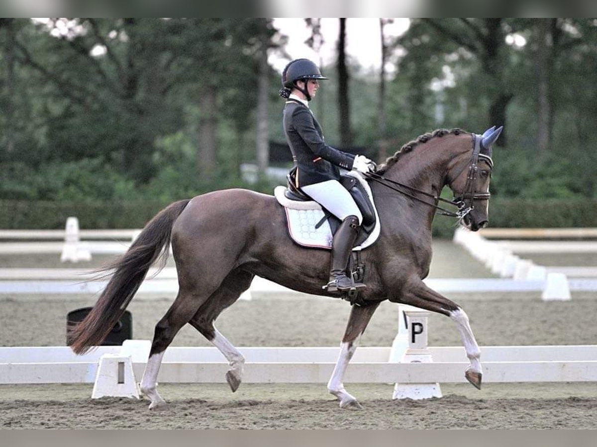 KWPN Klacz 11 lat 165 cm Kasztanowata in Leeuwarden