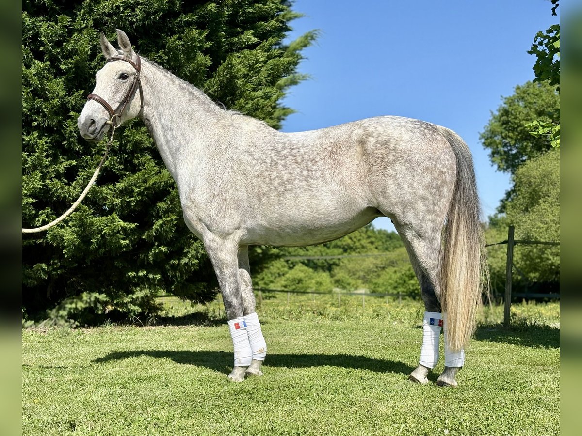 KWPN Klacz 12 lat 164 cm Siwa jabłkowita in Fargues Saint Hilaire