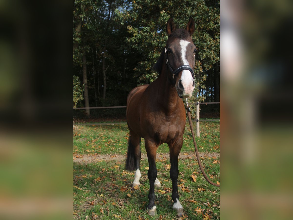 KWPN Klacz 12 lat 165 cm Gniada in Kleve