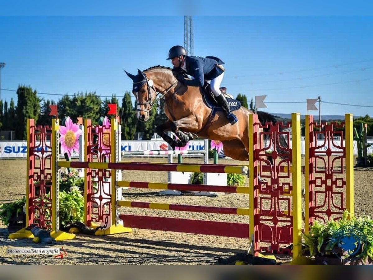 KWPN Klacz 12 lat 165 cm Gniada in Graz Umgebung