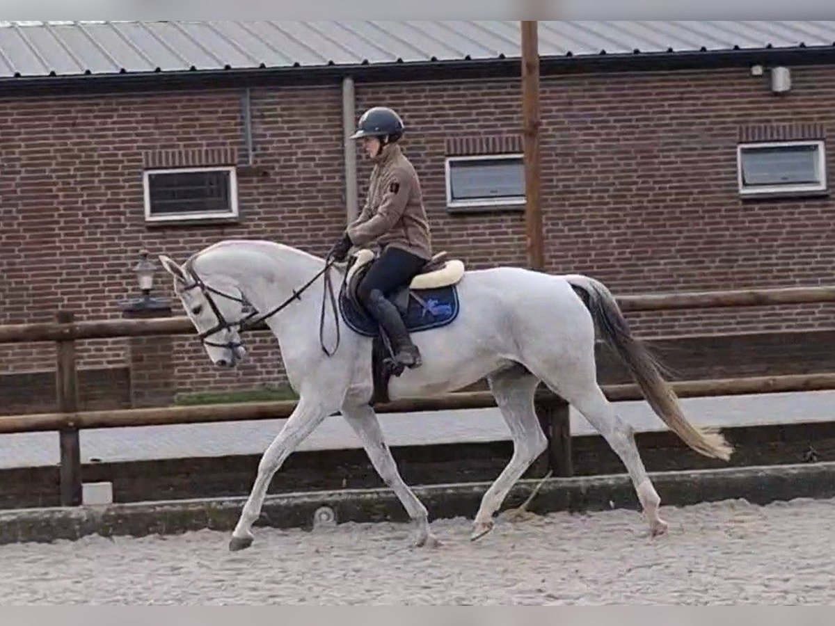 KWPN Klacz 12 lat 166 cm Siwa in Asten