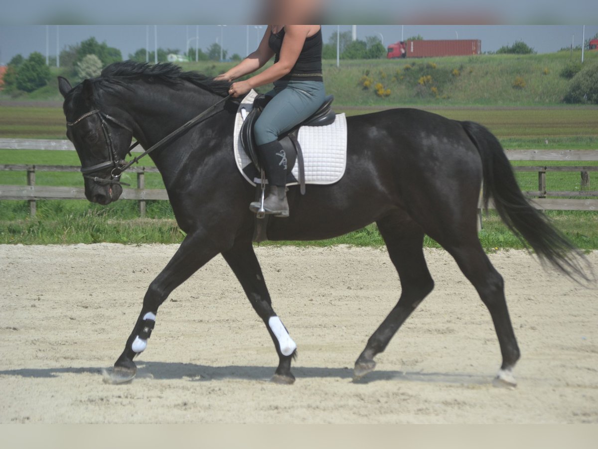 KWPN Klacz 13 lat 167 cm Skarogniada in Breda