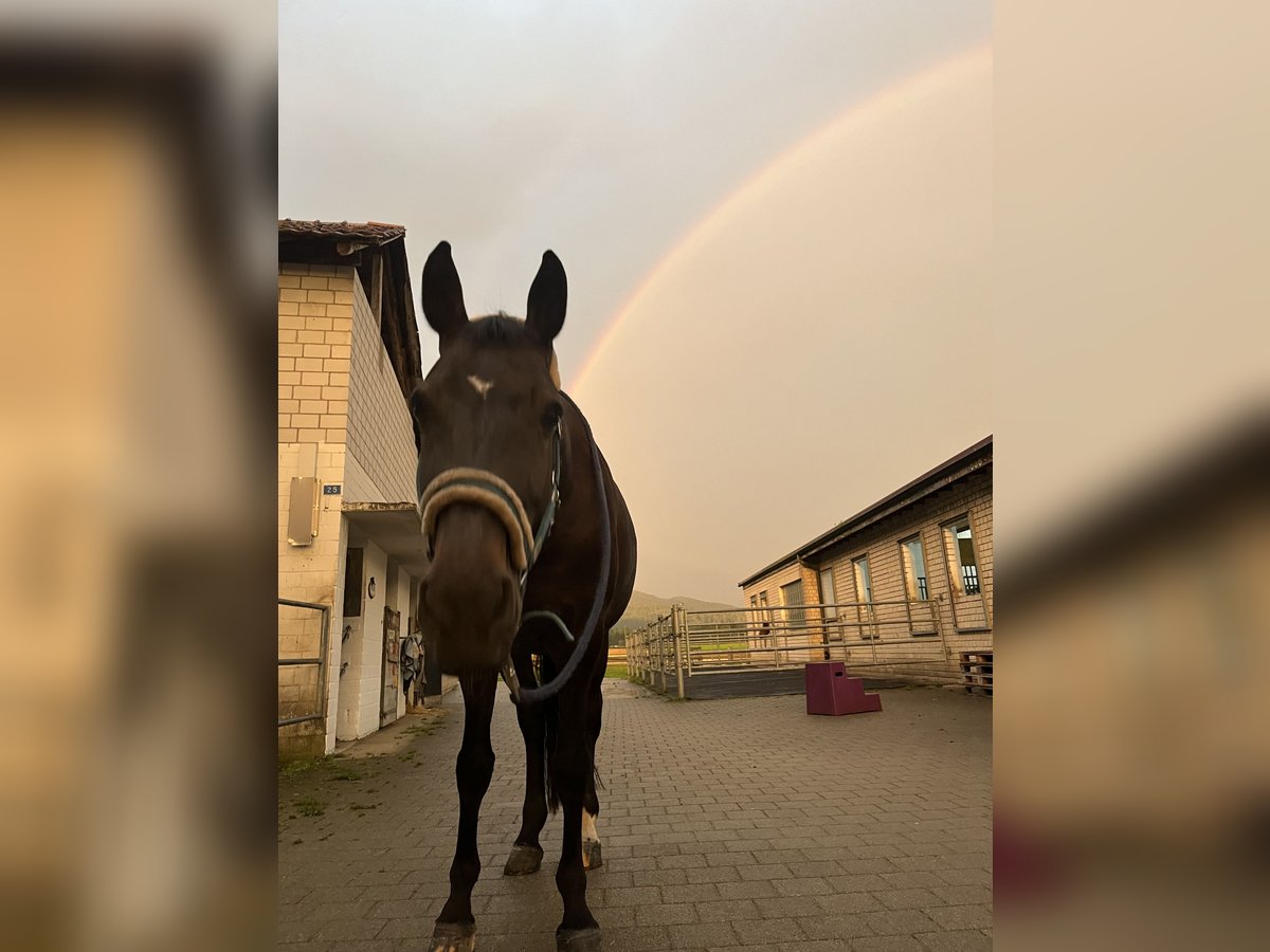 KWPN Klacz 14 lat 160 cm Gniada in Rodersdorf