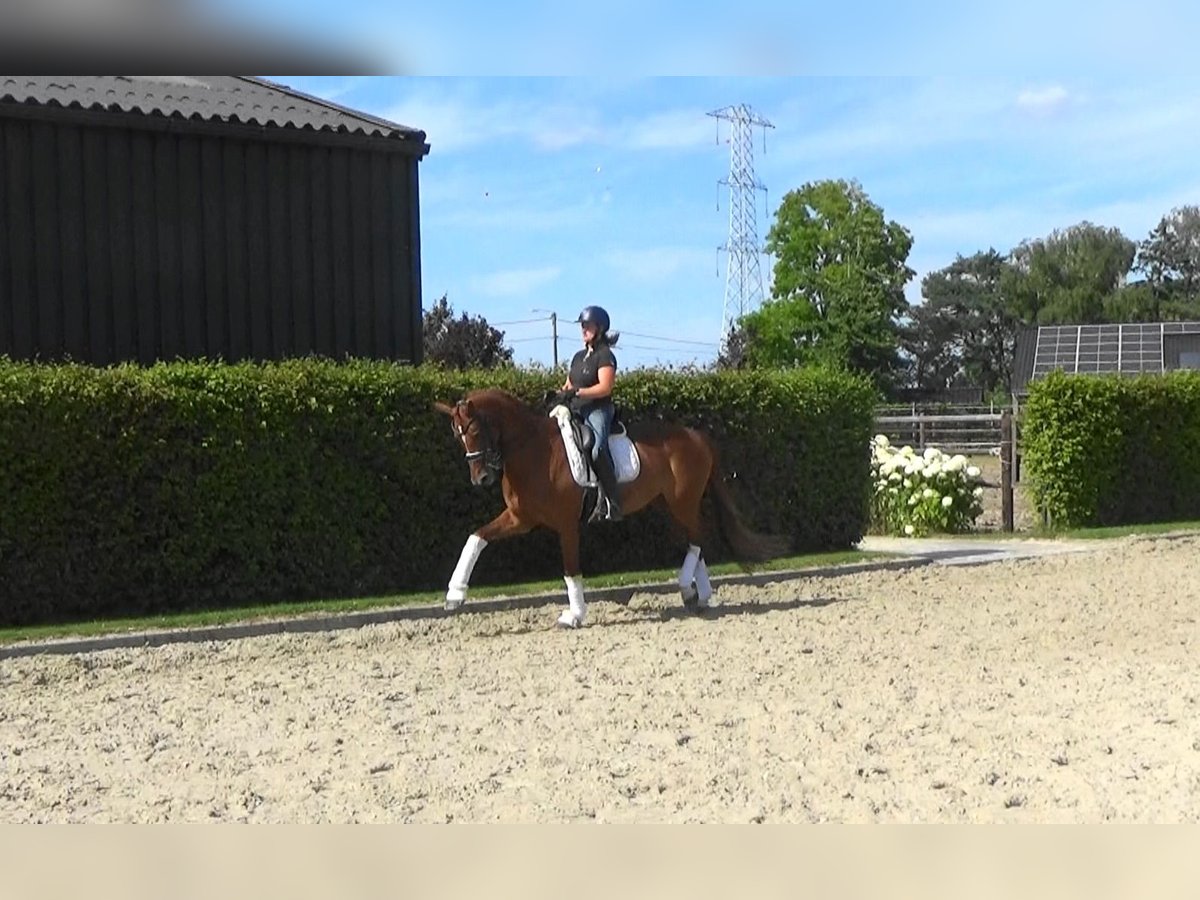 KWPN Klacz 14 lat 168 cm Kasztanowata in M&#xF6;nchengladbach