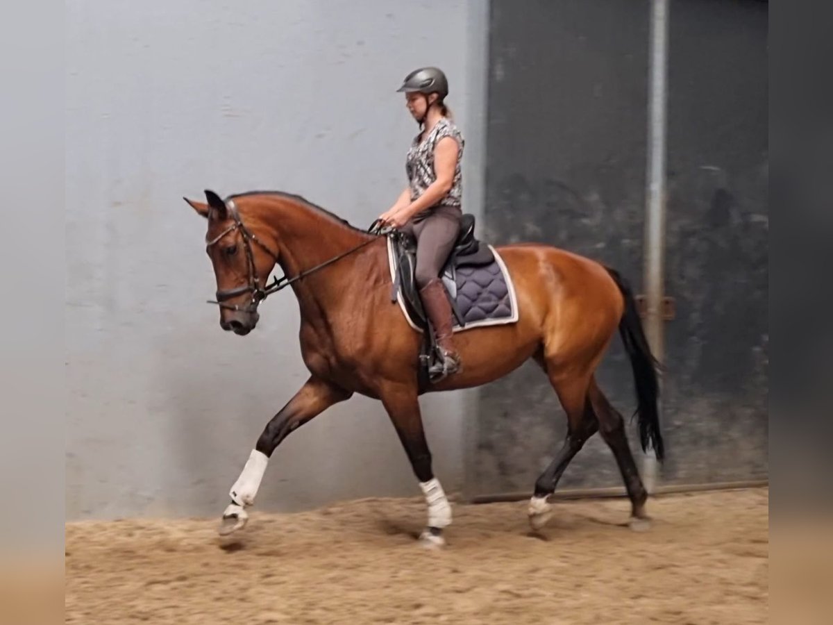 KWPN Klacz 14 lat 173 cm Gniada in Best
