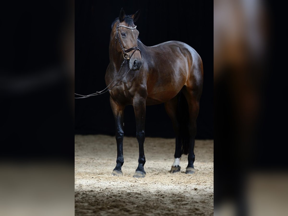 KWPN Klacz 15 lat 170 cm Gniada in Bad Schönborn