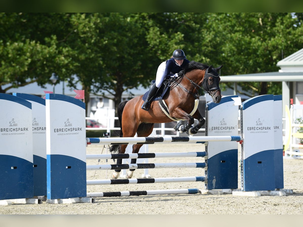 KWPN Klacz 16 lat 170 cm Gniada in Straß