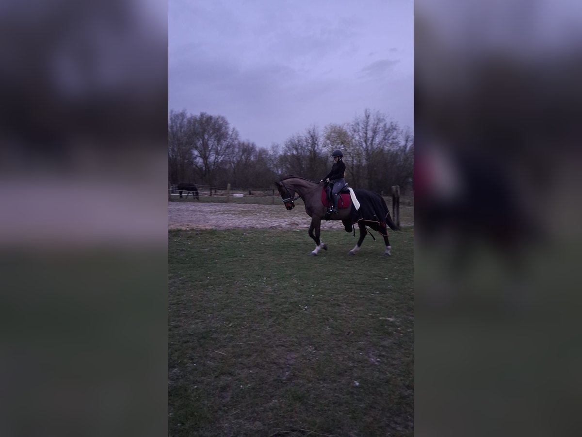 KWPN Klacz 16 lat 172 cm Ciemnogniada in Heusden zolder