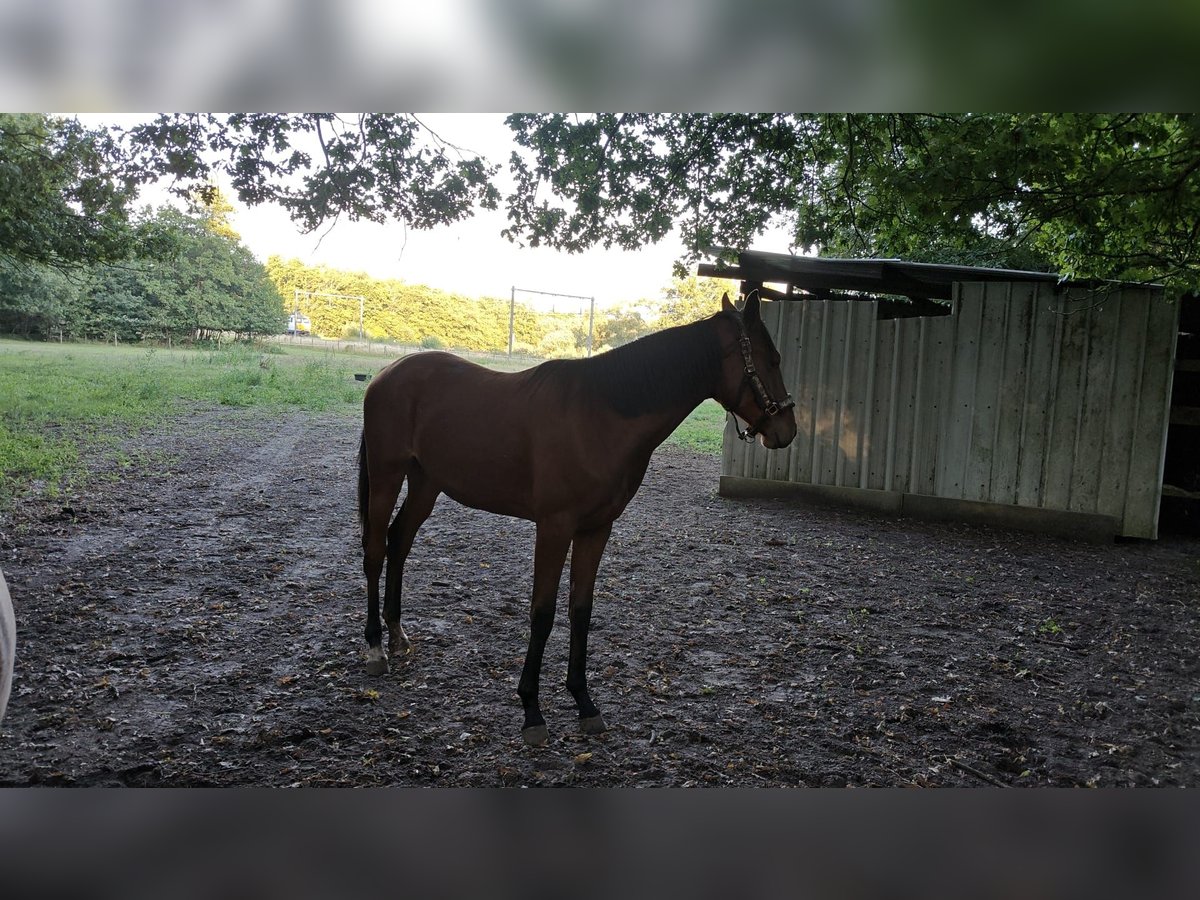KWPN Klacz 1 Rok 163 cm Gniada in Kapellen