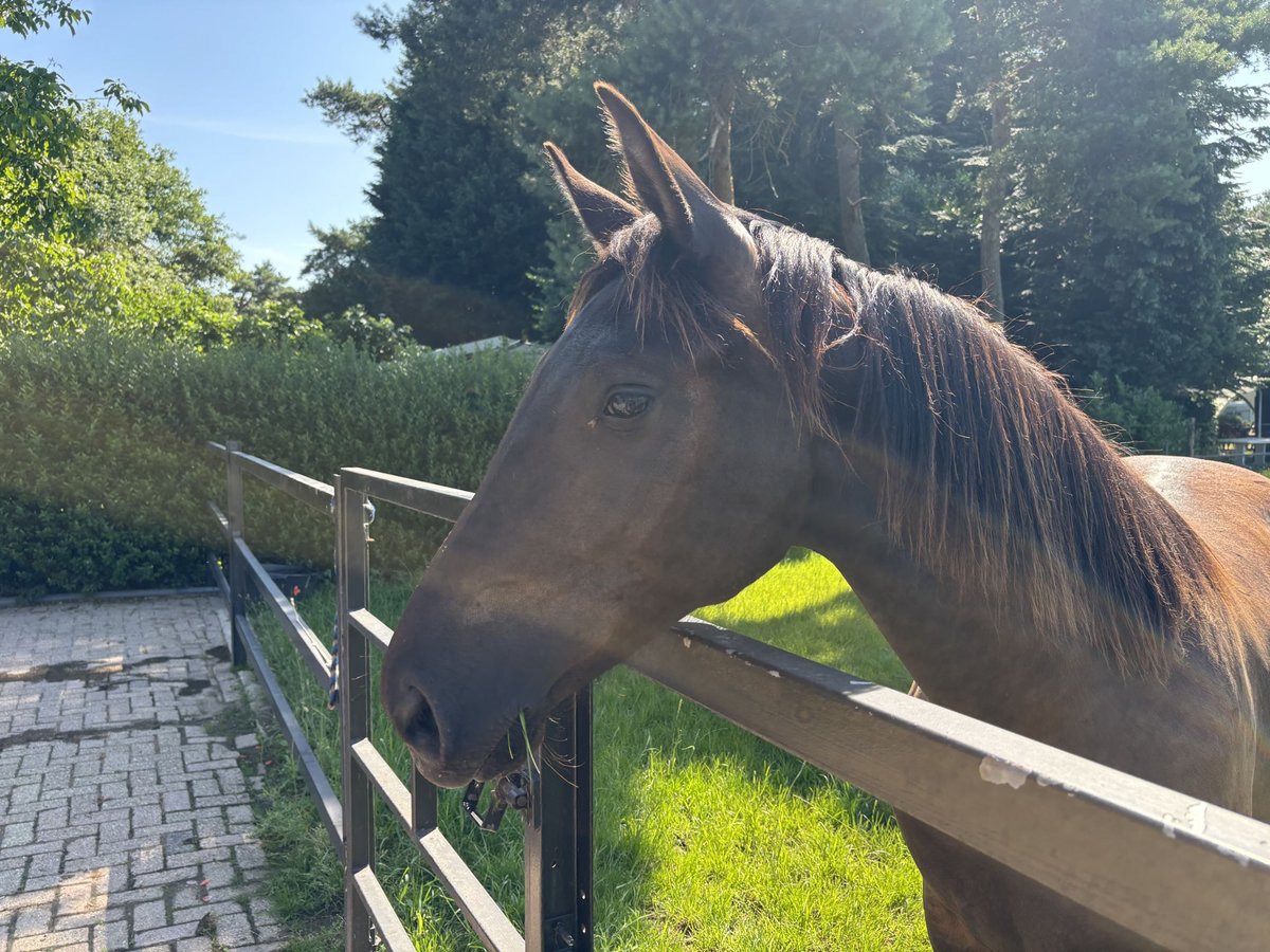 KWPN Klacz 1 Rok 170 cm Ciemnogniada in Maasbree