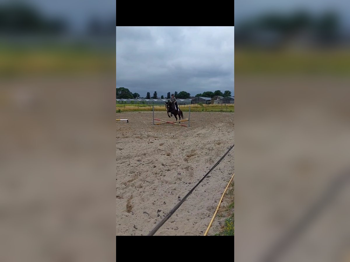 KWPN Klacz 20 lat 164 cm Skarogniada in Rijsenhout