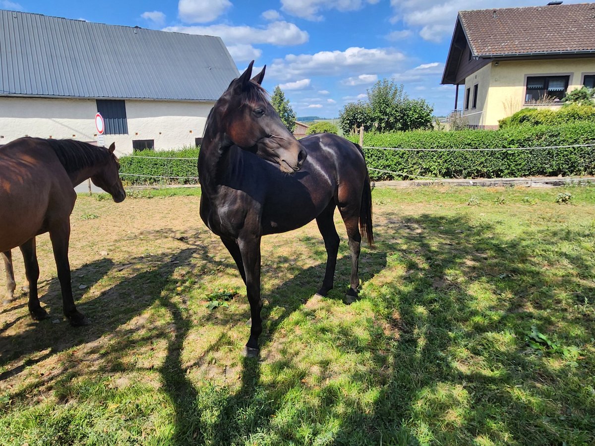 KWPN Klacz 2 lat 165 cm Ciemnogniada in Berkoth