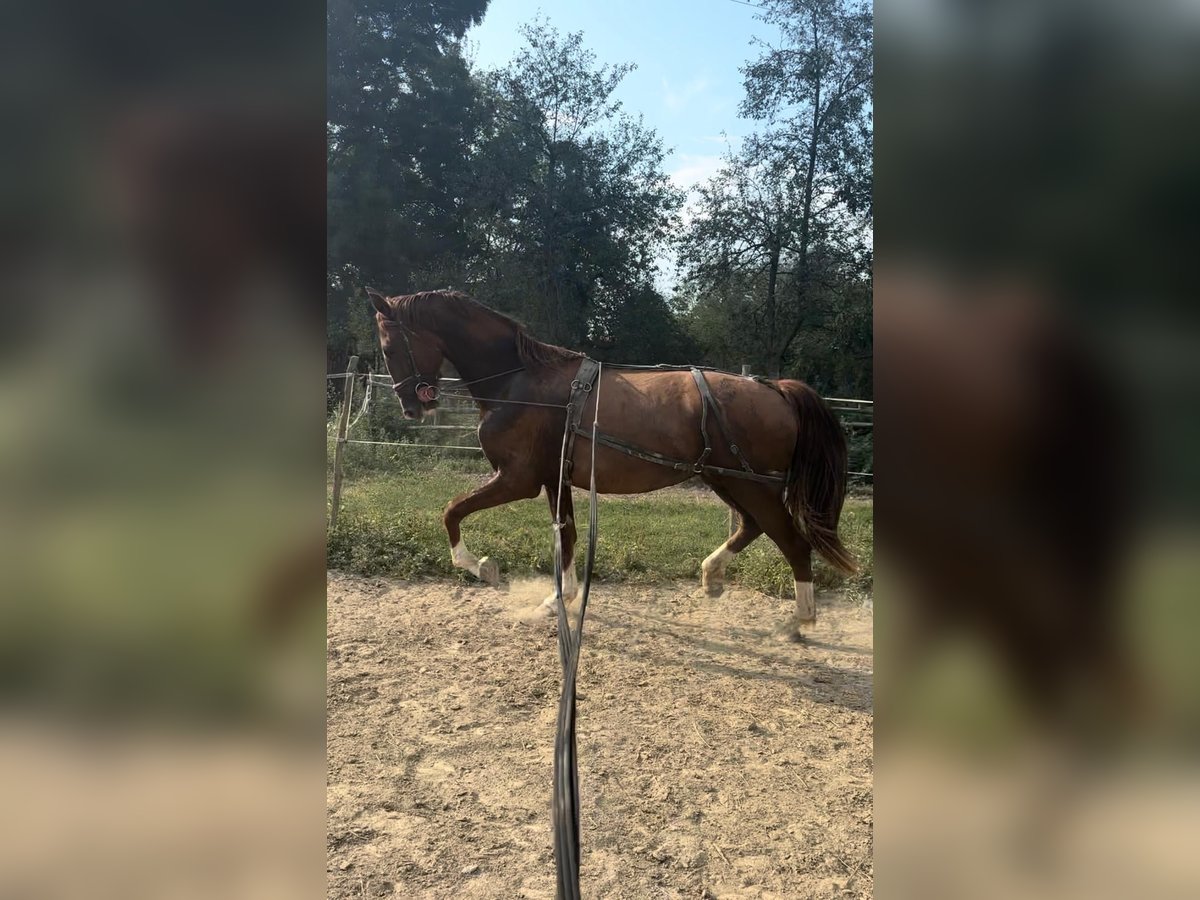 KWPN Klacz 2 lat 165 cm Gniada in Novi Perkovci, Đakovo