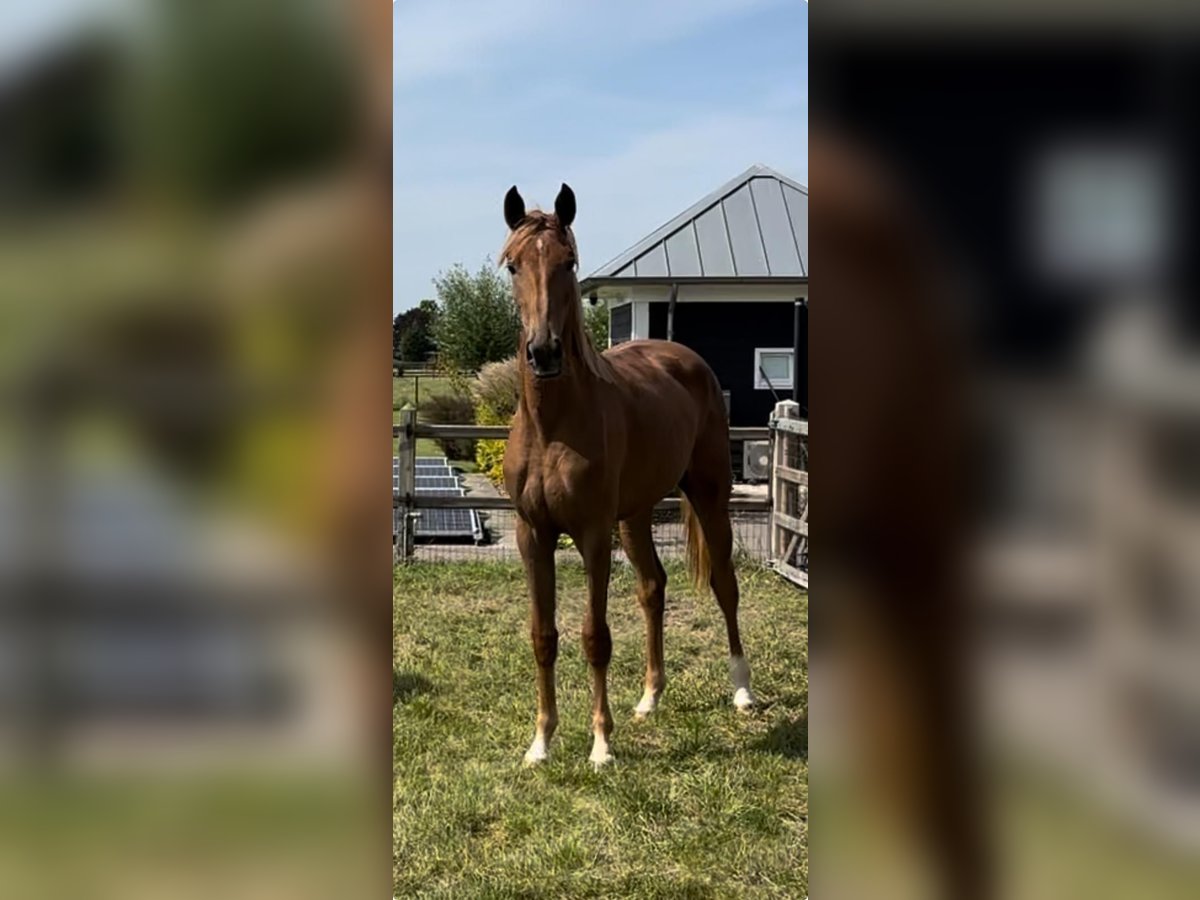 KWPN Klacz 2 lat 173 cm Kasztanowata in Mijnsheerenland