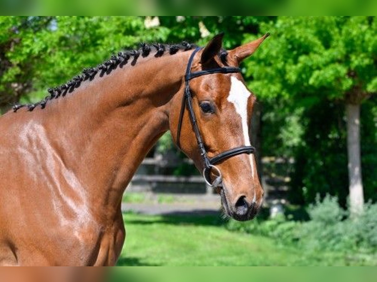 KWPN Klacz 3 lat 164 cm in Heerde