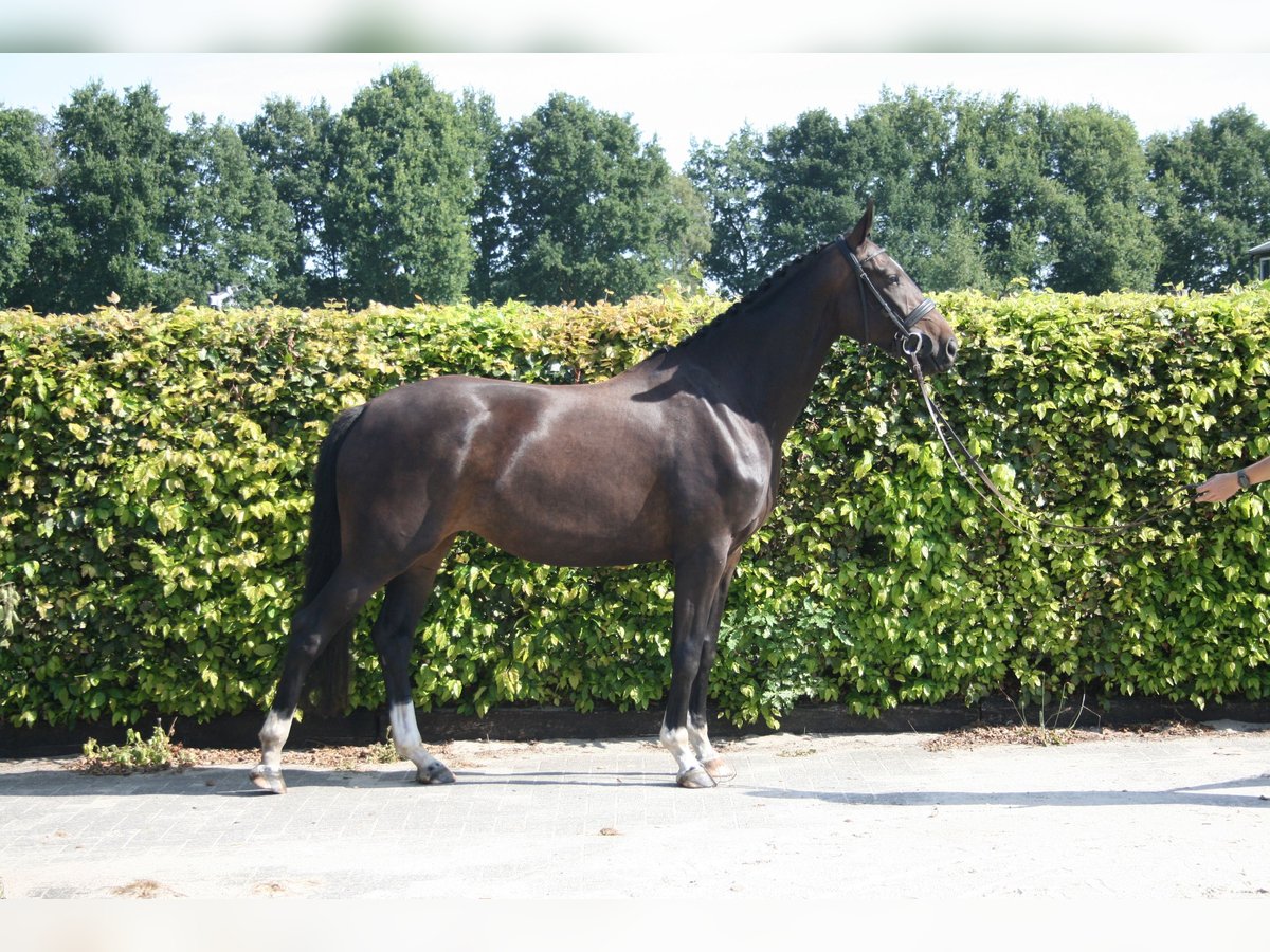 KWPN Klacz 3 lat 164 cm Skarogniada in Oploo