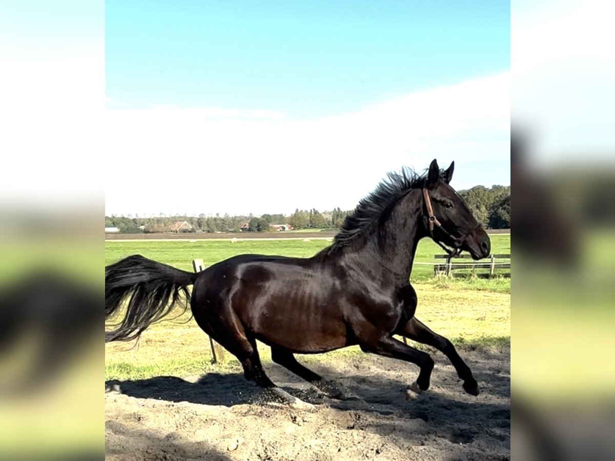 KWPN Klacz 3 lat 165 cm Ciemnogniada in Zwartewaal