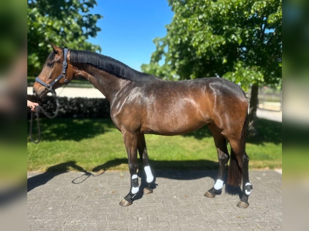 KWPN Klacz 3 lat 165 cm Gniada in Kalmthout