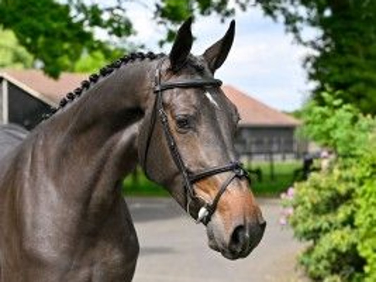 KWPN Klacz 3 lat 168 cm in Heerde