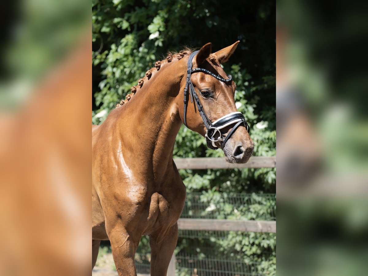 KWPN Klacz 3 lat 169 cm Kasztanowata in Oosterhout