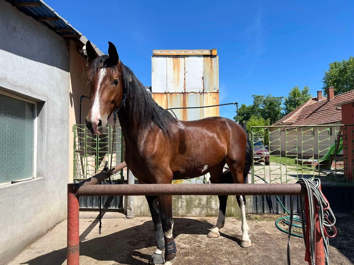 KWPN Klacz 3 lat 170 cm Ciemnogniada in Jászberény