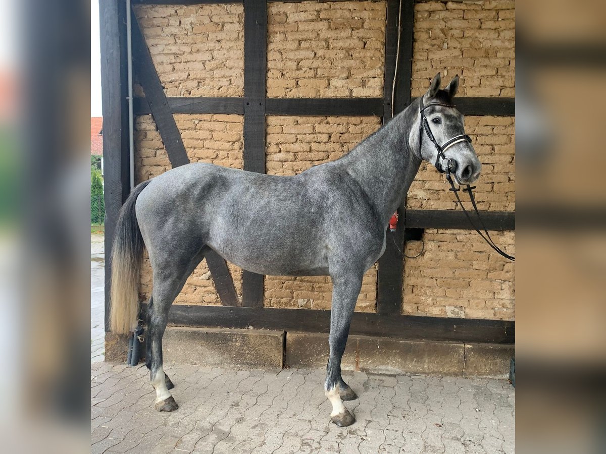 KWPN Klacz 3 lat 173 cm Siwa in Elze