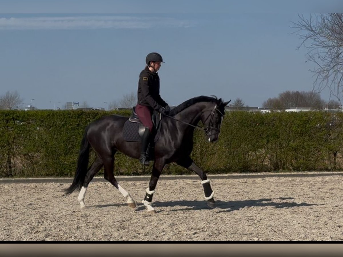 KWPN Klacz 4 lat 165 cm Skarogniada in Den Hoorn