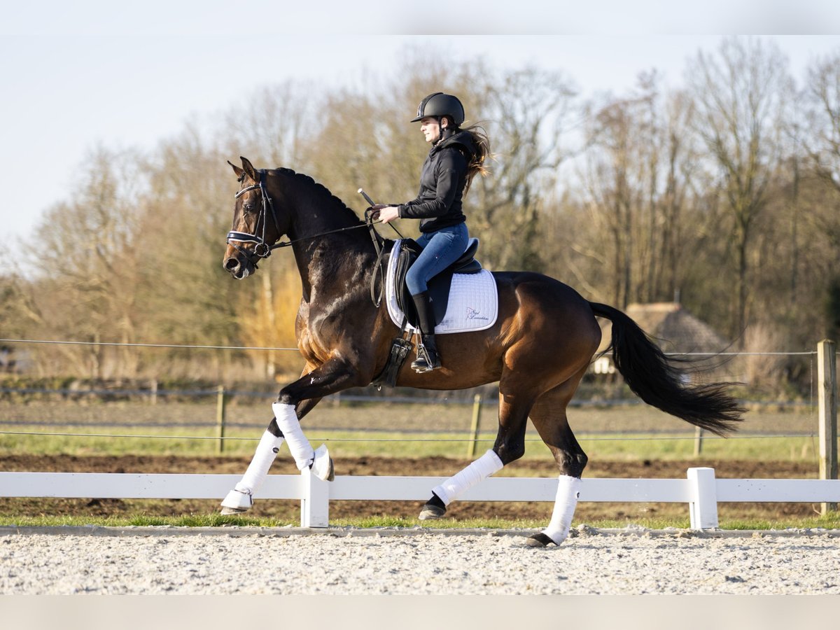 KWPN Klacz 4 lat 168 cm Ciemnogniada in Vledderveen