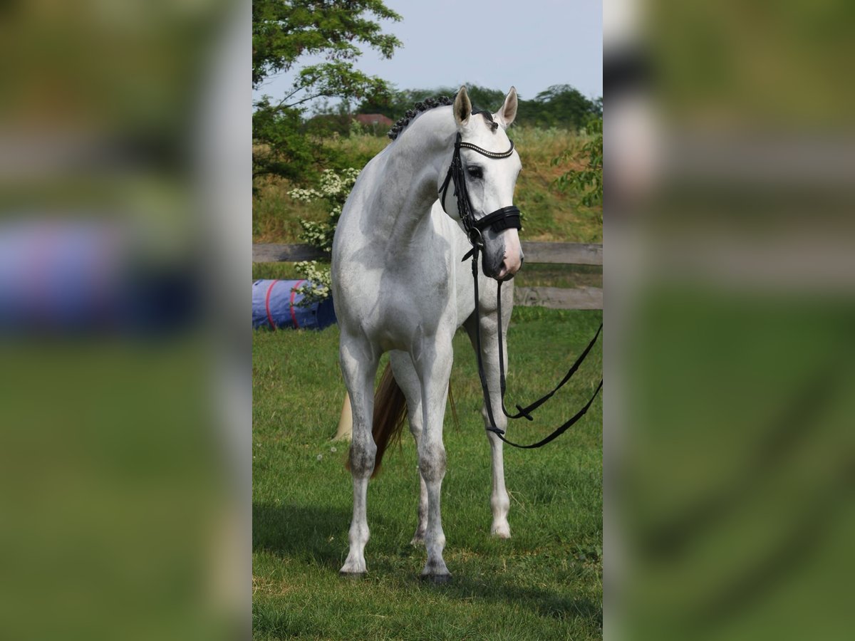 KWPN Klacz 4 lat 170 cm Biała in Békésszentandrás
