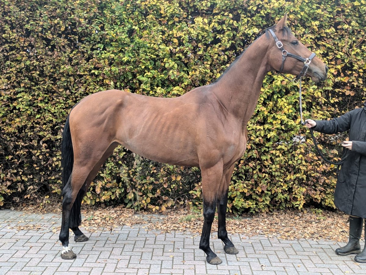 KWPN Klacz 4 lat 172 cm Gniada in Veghel