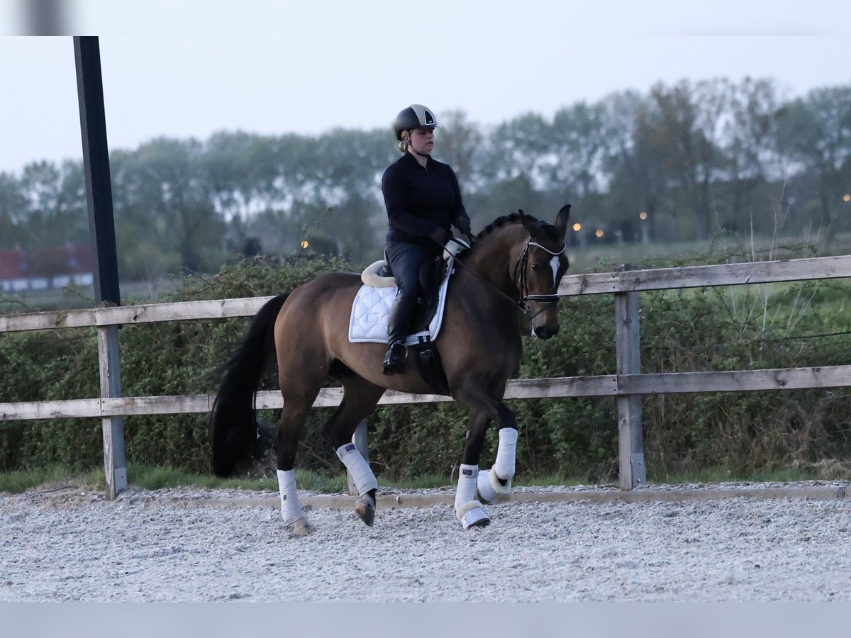 KWPN Klacz 5 lat 163 cm Ciemnogniada in &#39;s-Hertogenbosch