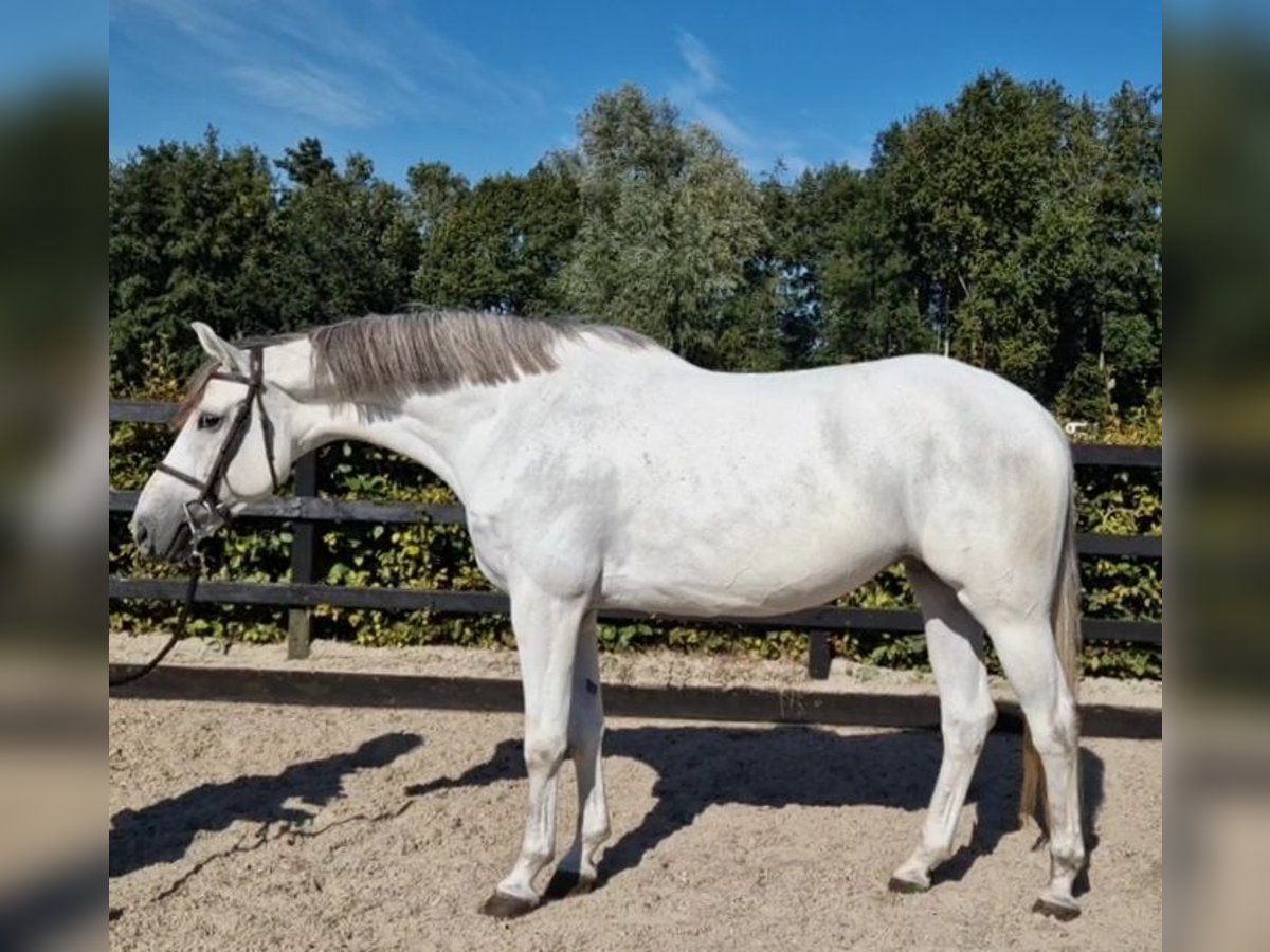 KWPN Klacz 5 lat 166 cm Siwa in GROTE-BROGEL