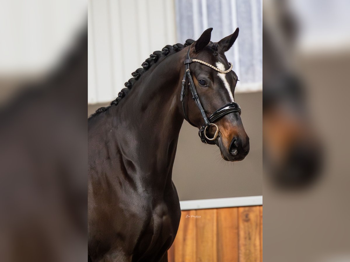 KWPN Klacz 5 lat 168 cm Skarogniada in Andijk