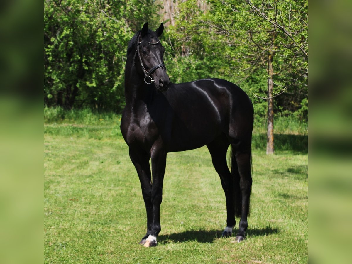 KWPN Klacz 6 lat 168 cm Kara in Alsóörs