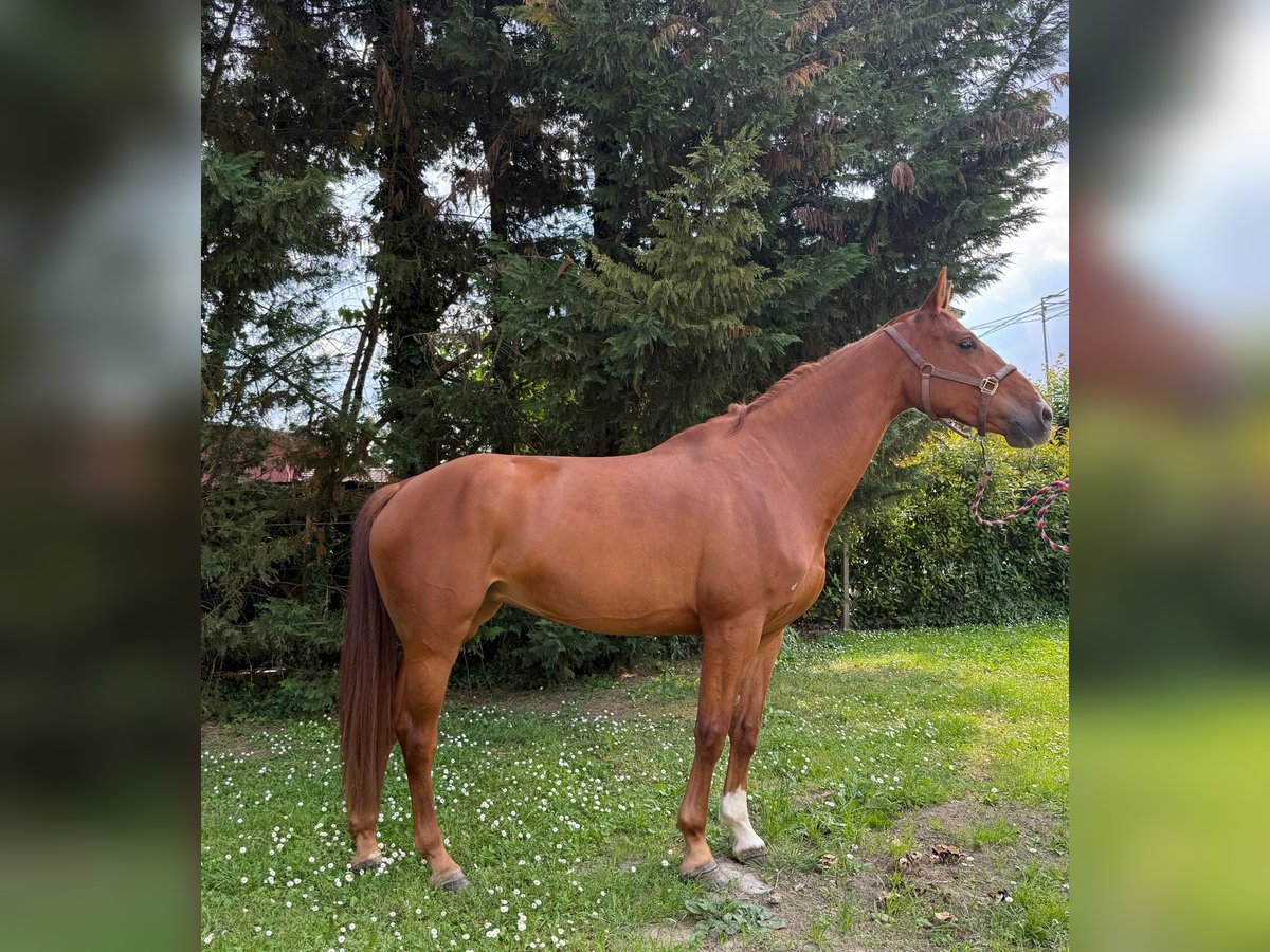 KWPN Klacz 6 lat 170 cm Kasztanowata in ARGENTA