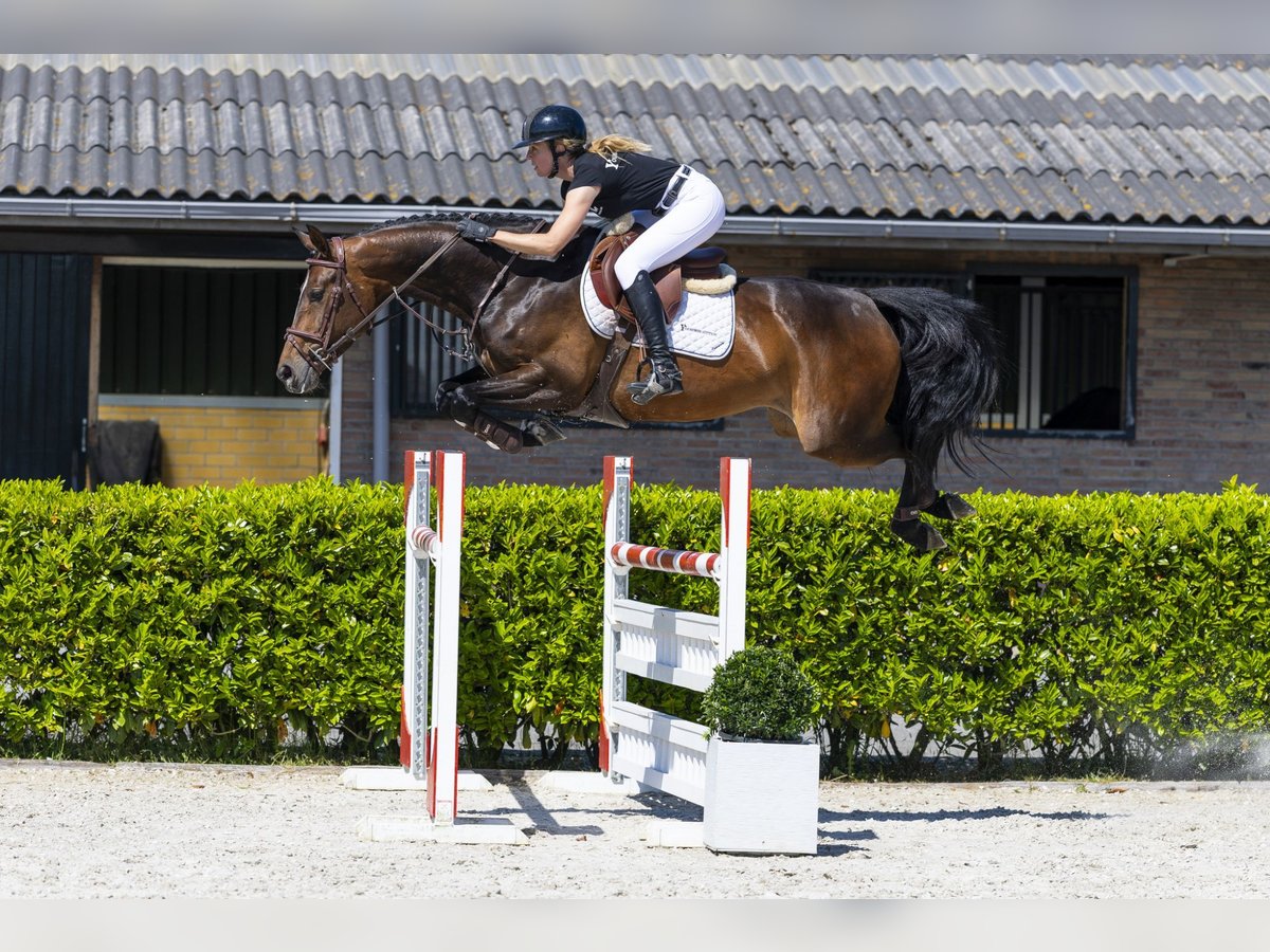 KWPN Klacz 6 lat in Waddinxveen