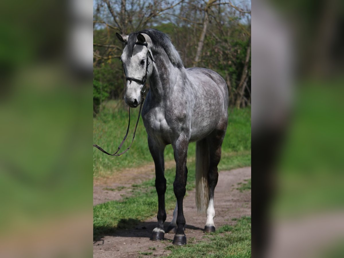 KWPN Klacz 7 lat 169 cm Siwa in Gyula