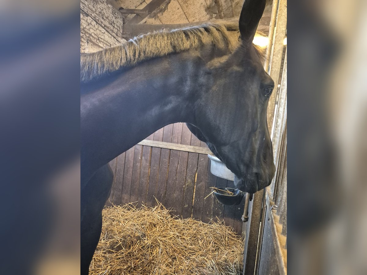 KWPN Klacz 7 lat 170 cm Kara in Wuustwezel