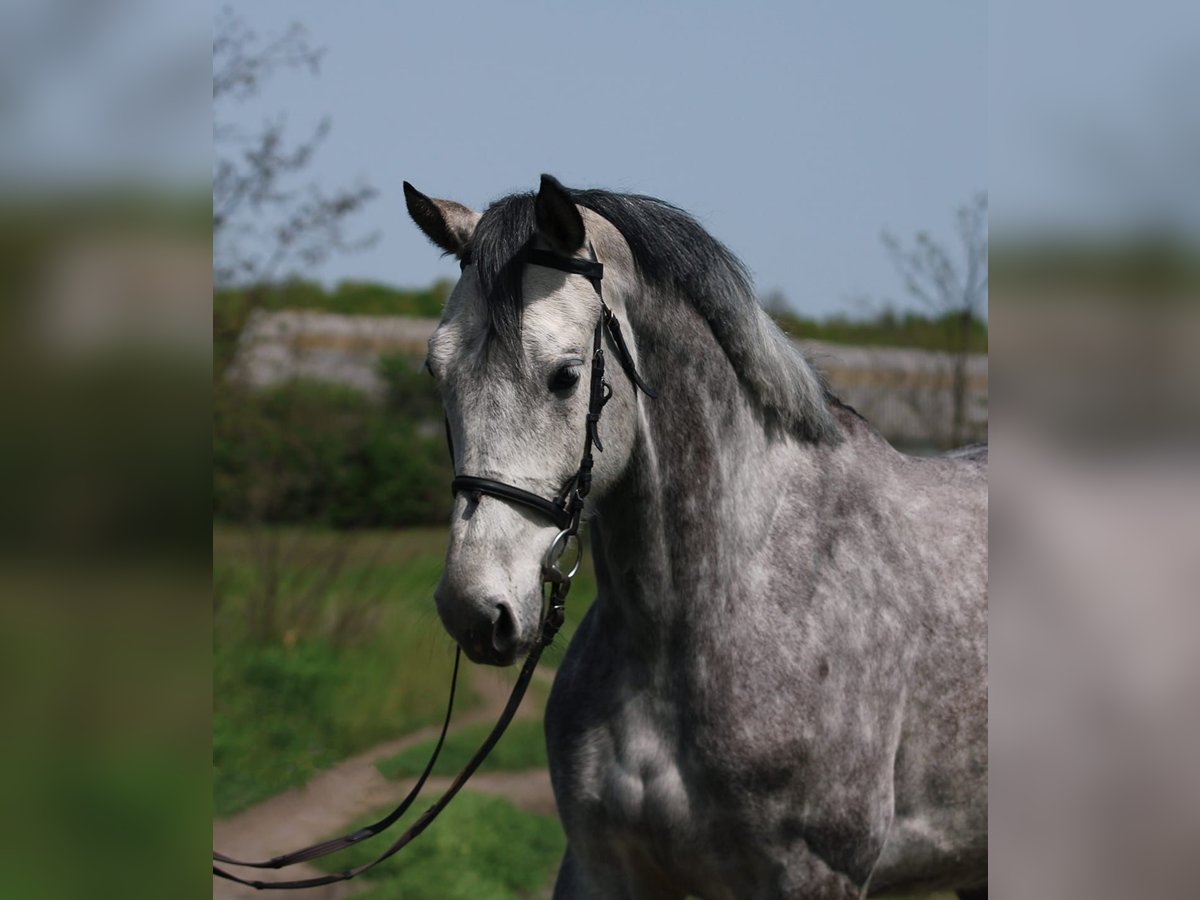 KWPN Klacz 7 lat 170 cm Siwa in Gyula