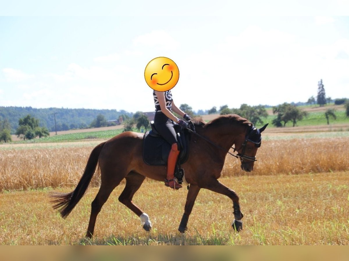 KWPN Klacz 8 lat 162 cm Ciemnokasztanowata in Engen