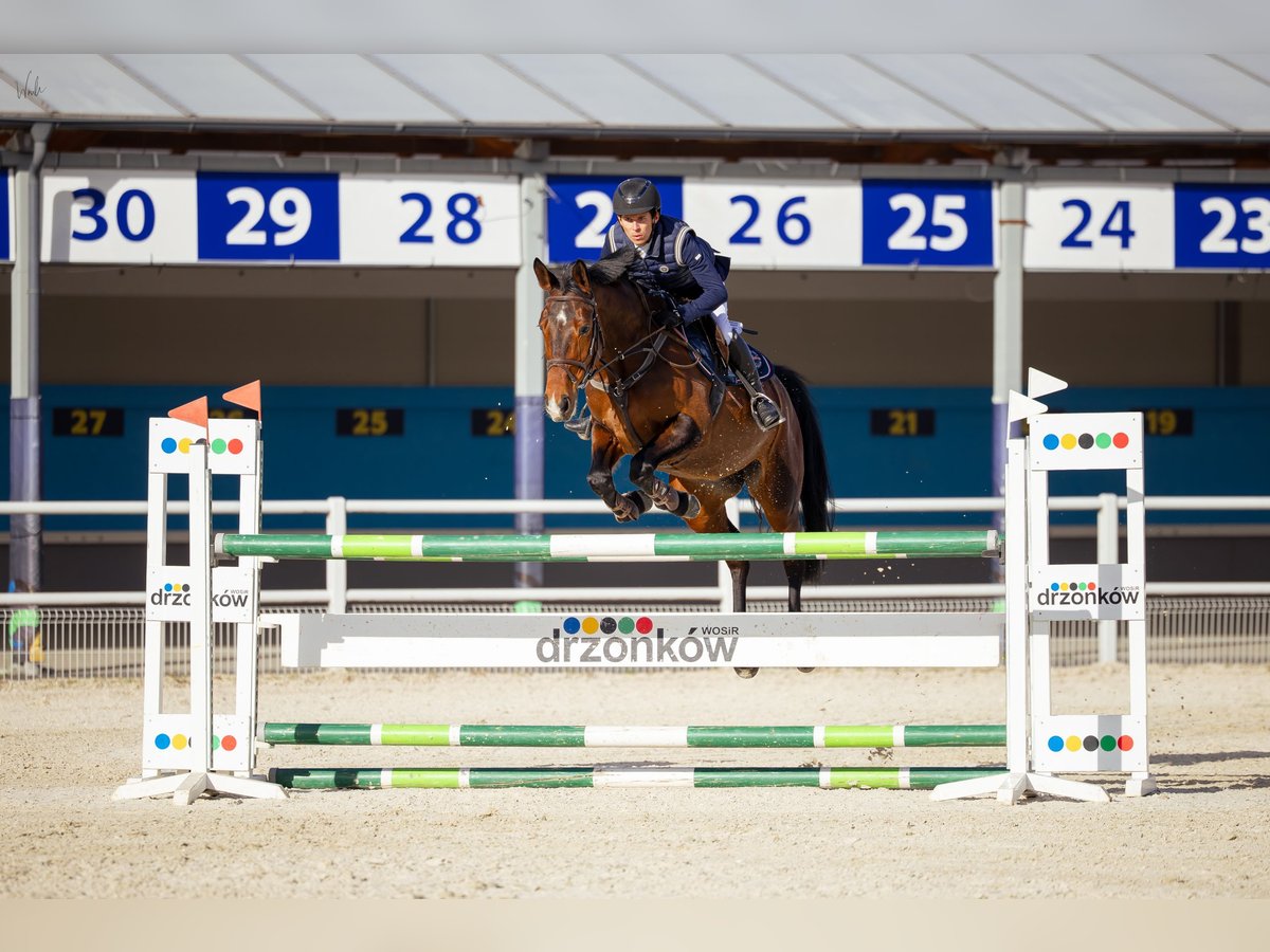 KWPN Klacz 8 lat 163 cm Gniada in Zielona G&#xF3;ra